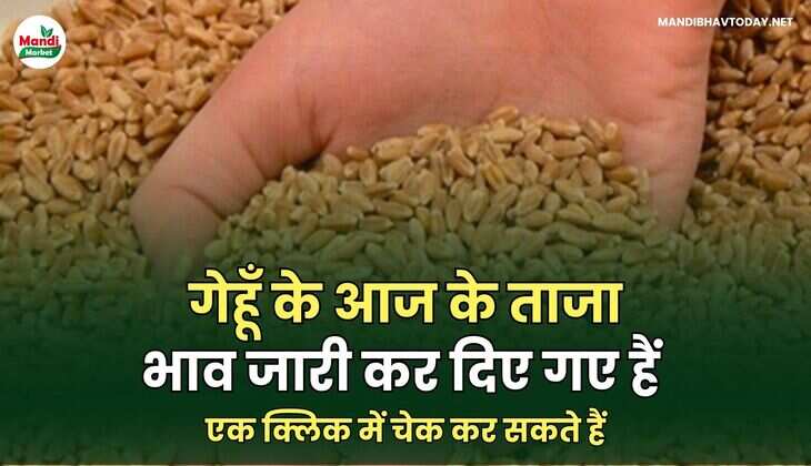 गेहूँ के आज के ताजा भाव जारी कर दिए गए हैं । एक क्लिक में चेक कर सकते हैं