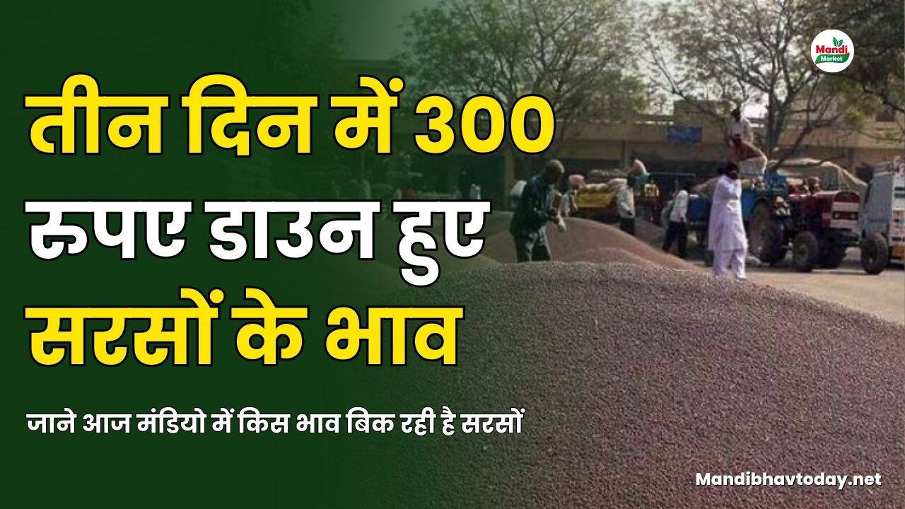तीन दिन में 300 रुपए डाउन हुए सरसों के भाव | जाने आज मंडियो में किस भाव बिक रही है सरसों