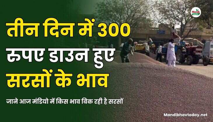 तीन दिन में 300 रुपए डाउन हुए सरसों के भाव | जाने आज मंडियो में किस भाव बिक रही है सरसों