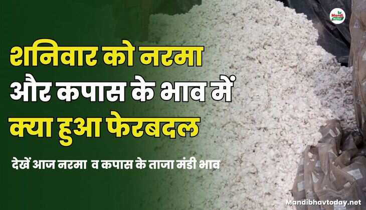  शनिवार को नरमा और कपास के भाव में क्या हुआ फेरबदल | देखें आज नरमा के ताजा मंडी भाव