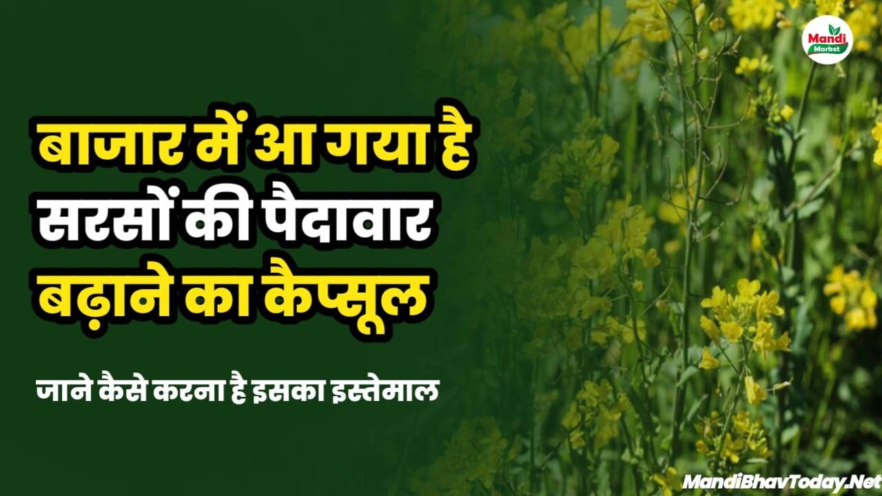 बाजार में आ गया है सरसों की पैदावार बढ़ाने का कैप्सूल | जाने कैसे करना है इसका इस्तेमाल