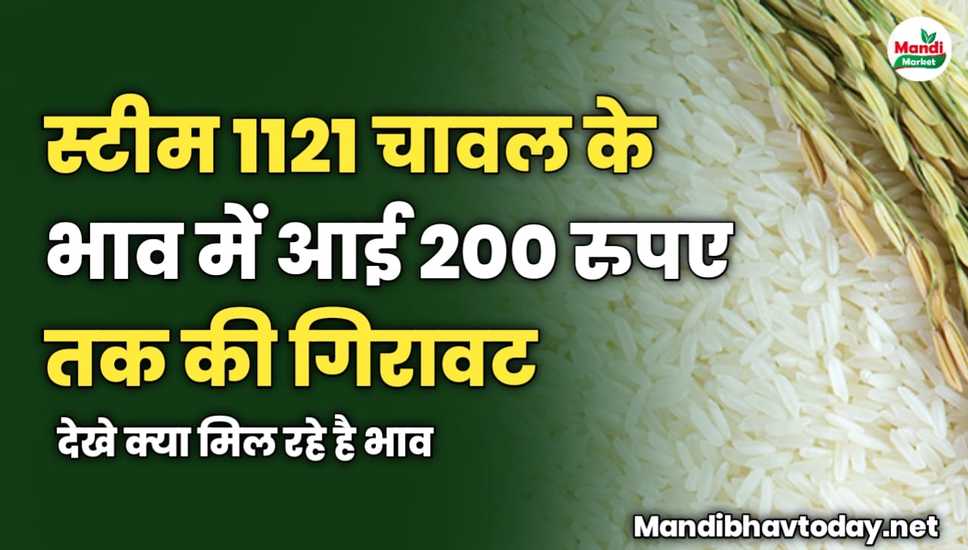 स्टीम 1121 चावल के भाव में आई 200 रुपए तक की गिरावट | देखे क्या मिल रहे है भाव 