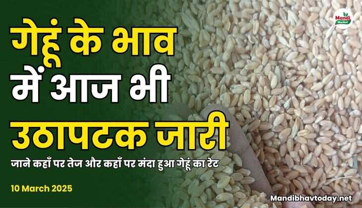गेहूं के भाव में उठापटक जारी | जाने कहाँ पर तेज और कहाँ पर मंदा हुआ गेहूं का रेट