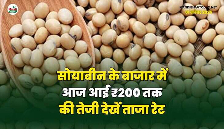 सोयाबीन के बाजार में आज आई ₹200 तक की तेजी | देखें ताजा रेट