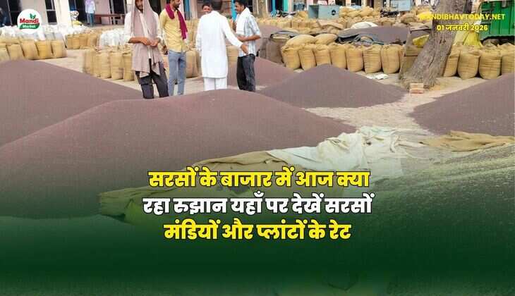 सरसों के बाजार में आज क्या रहा रुझान | यहाँ पर देखें सरसों मंडियों और प्लांटों के रेट