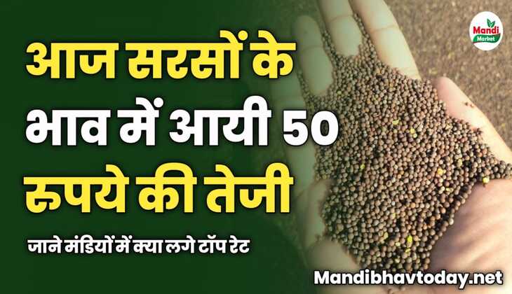 आज सरसों में आयी 50 रुपये की तेजी | जाने मंडियों में क्या लगे टॉप रेट