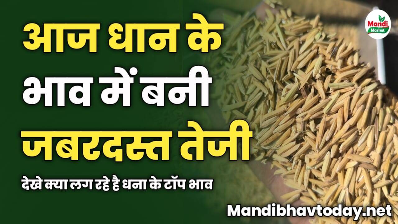 आज धान के भाव में बनी जबरदस्त तेजी | देखे क्या लग रहे है धना के टॉप भाव