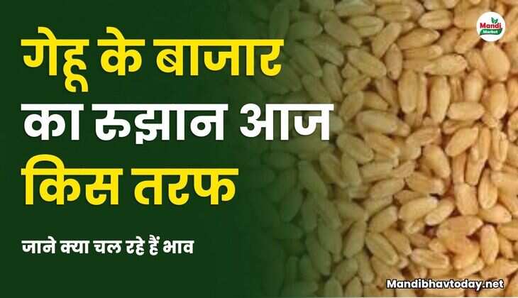 गेहू के बाजार का रुझान आज किस तरफ | जाने क्या चल रहे हैं भाव