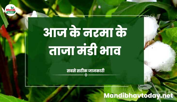 देखे आज के नरमा और कपास के ताजा मंडी भाव | kapas ke bhav 27 february 2024