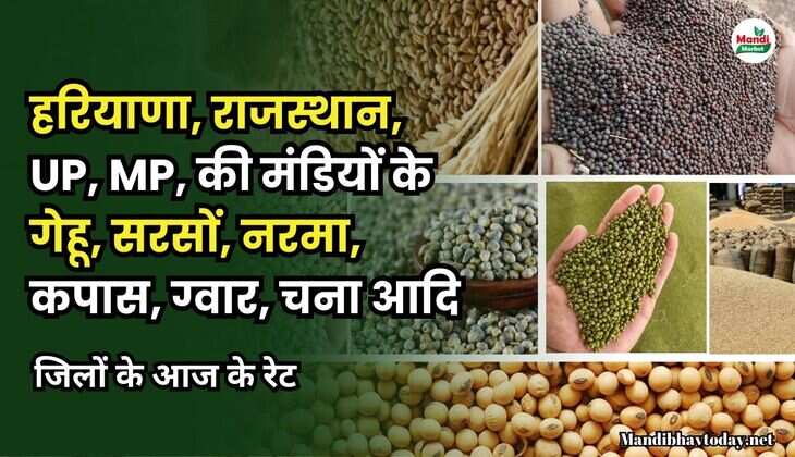 हरियाणा, राजस्थान, UP, MP, की मंडियों के गेहू, सरसों, नरमा, कपास, ग्वार, चना आदि | जिलों के आज के रेट