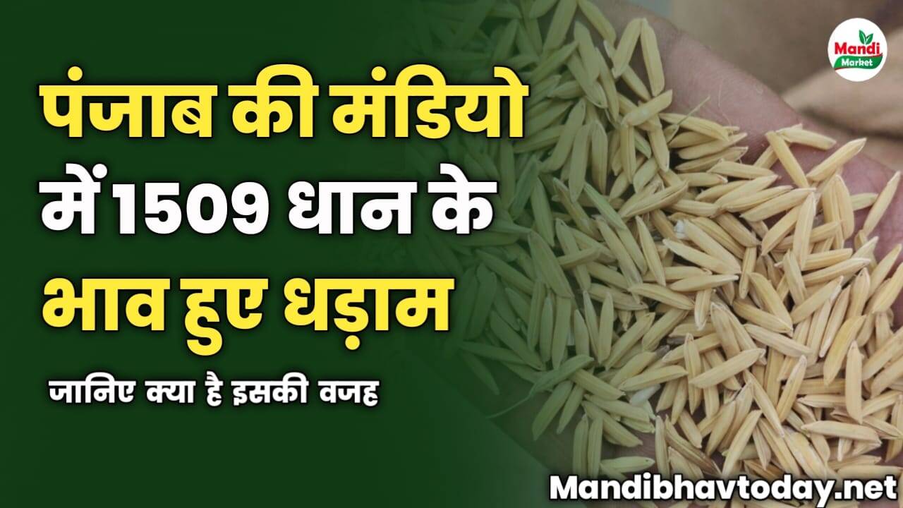 पंजाब की मंडियो में 1509 धान के भाव हुए धड़ाम | जानिए क्या है इसकी वजह