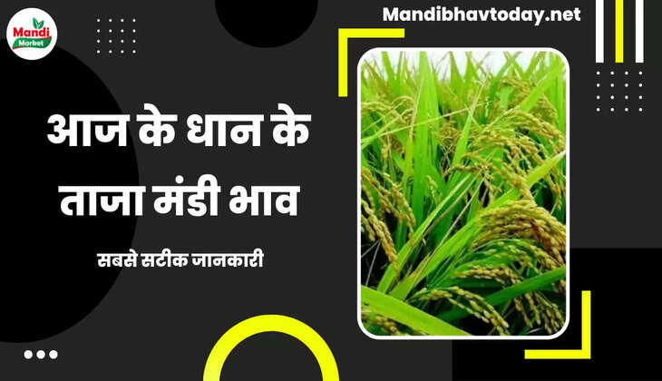 देखे धान के भाव में क्या चल रहा है | जाने धान के ताजा भाव 19 जनवरी 2024 