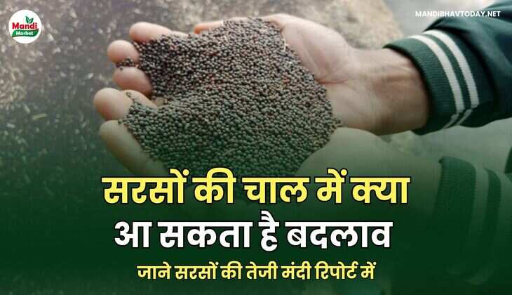 जाने सरसों की तेजी मंदी रिपोर्ट में