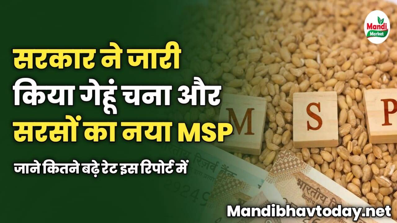 सरकार ने जारी किया गेहूं चना और सरसों का नया MSP | जाने कितने बढ़े रेट