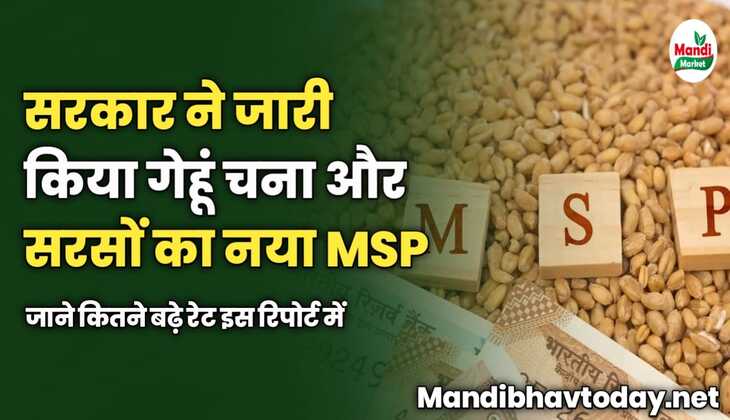 सरकार ने जारी किया गेहूं चना और सरसों का नया MSP | जाने कितने बढ़े रेट