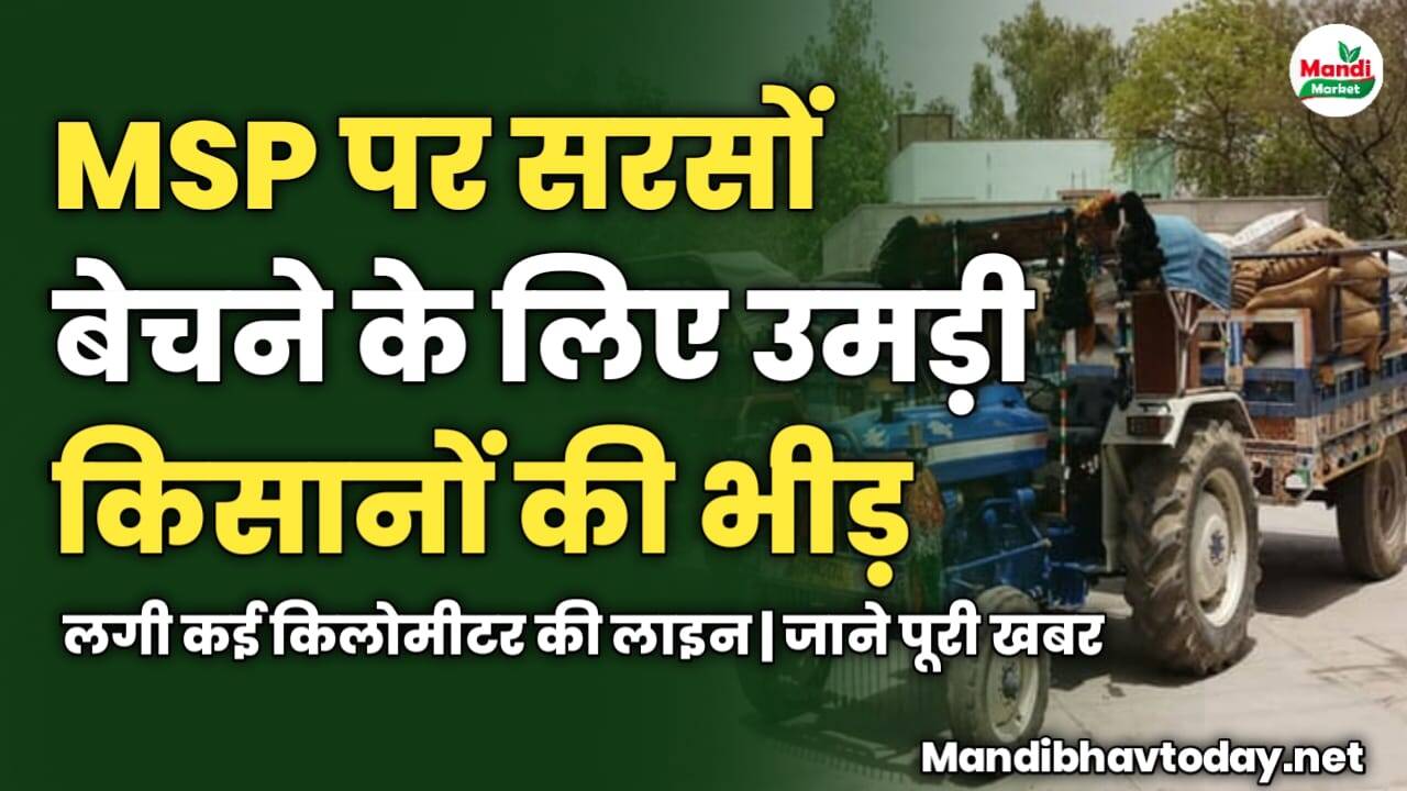 MSP पर सरसों बेचने के लिए उमड़ी किसानों की भीड़ | लगी कई किलोमीटर की लाइन | जाने पूरी खबर