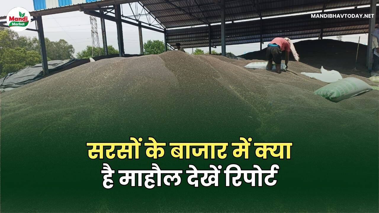 सरसों के बाजार में क्या है माहौल देखें रिपोर्ट