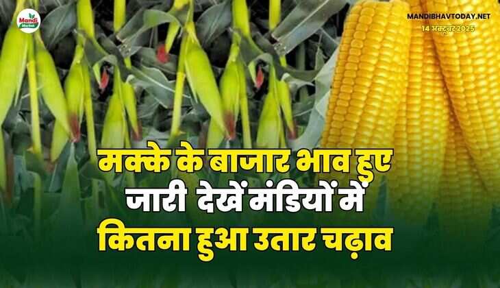 मक्के के बाजार भाव हुए जारी | देखें मंडियों में कितना हुआ उतार चढ़ाव