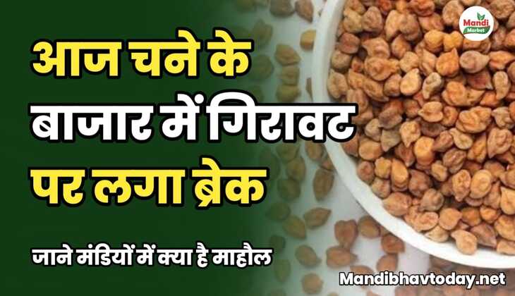 आज चने के बाजार में गिरावट पर लगा ब्रेक। जाने मंडियों में क्या है माहौल chane ke taja mandi bhav 17 january 2025