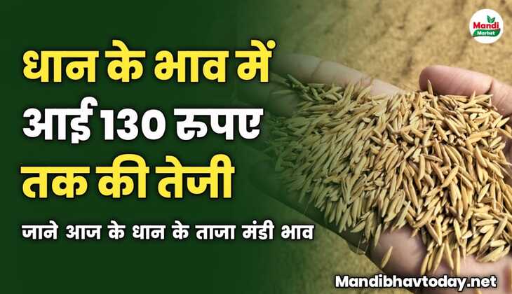 धान के भाव में आई 130 रुपए तक की तेजी | जाने आज के धान के ताजा मंडी भाव 