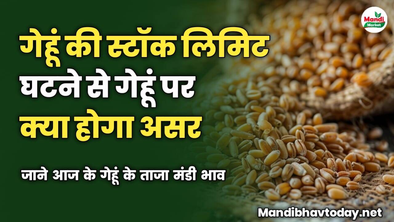 सरकार ने घटाई गेहूं की स्टॉक लिमिट इससे गेहूं पर क्या होगा असर | जाने आज के गेहूं के ताजा मंडी भाव 