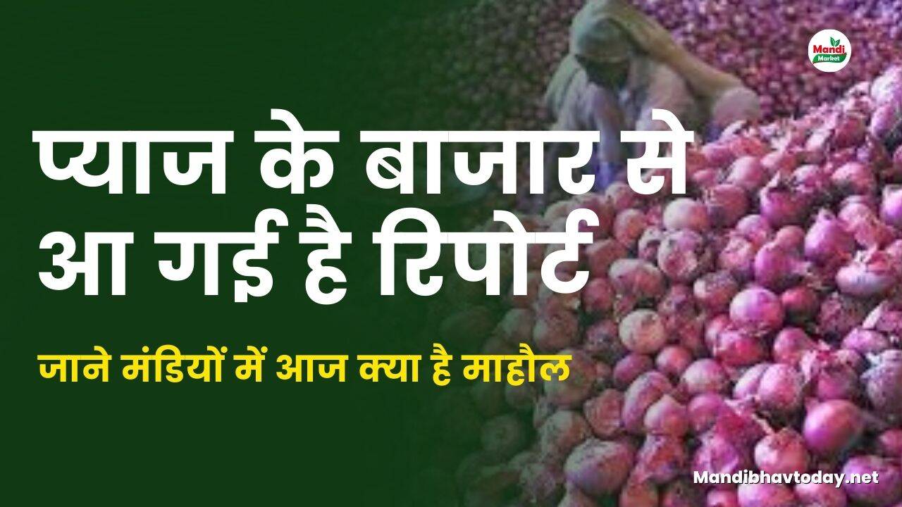प्याज के बाजार से आ गई है रिपोर्ट जाने मंडियों में आज क्या है माहौल