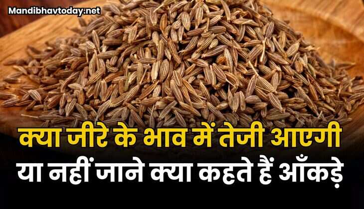 क्या जीरे के भाव में तेजी आएगी या नहीं | जाने क्या कहते हैं जीरे के उत्पादन, स्टॉक और निर्यात के आँकड़े