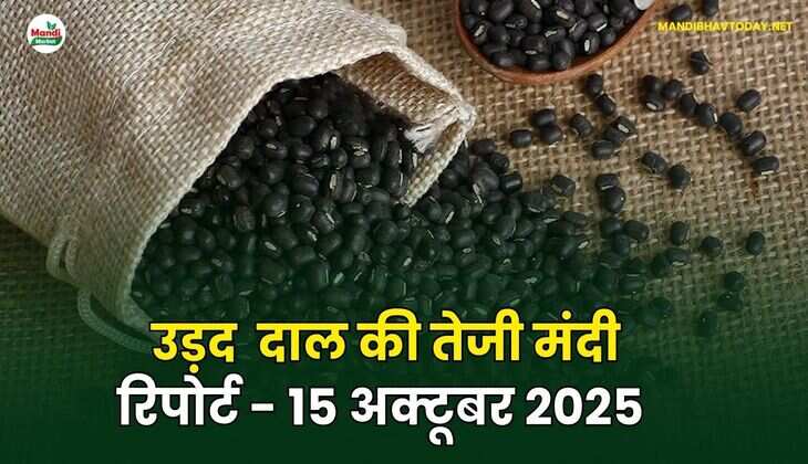 उड़द दाल की तेजी मंदी रिपोर्ट - 15 अक्टूबर 2025