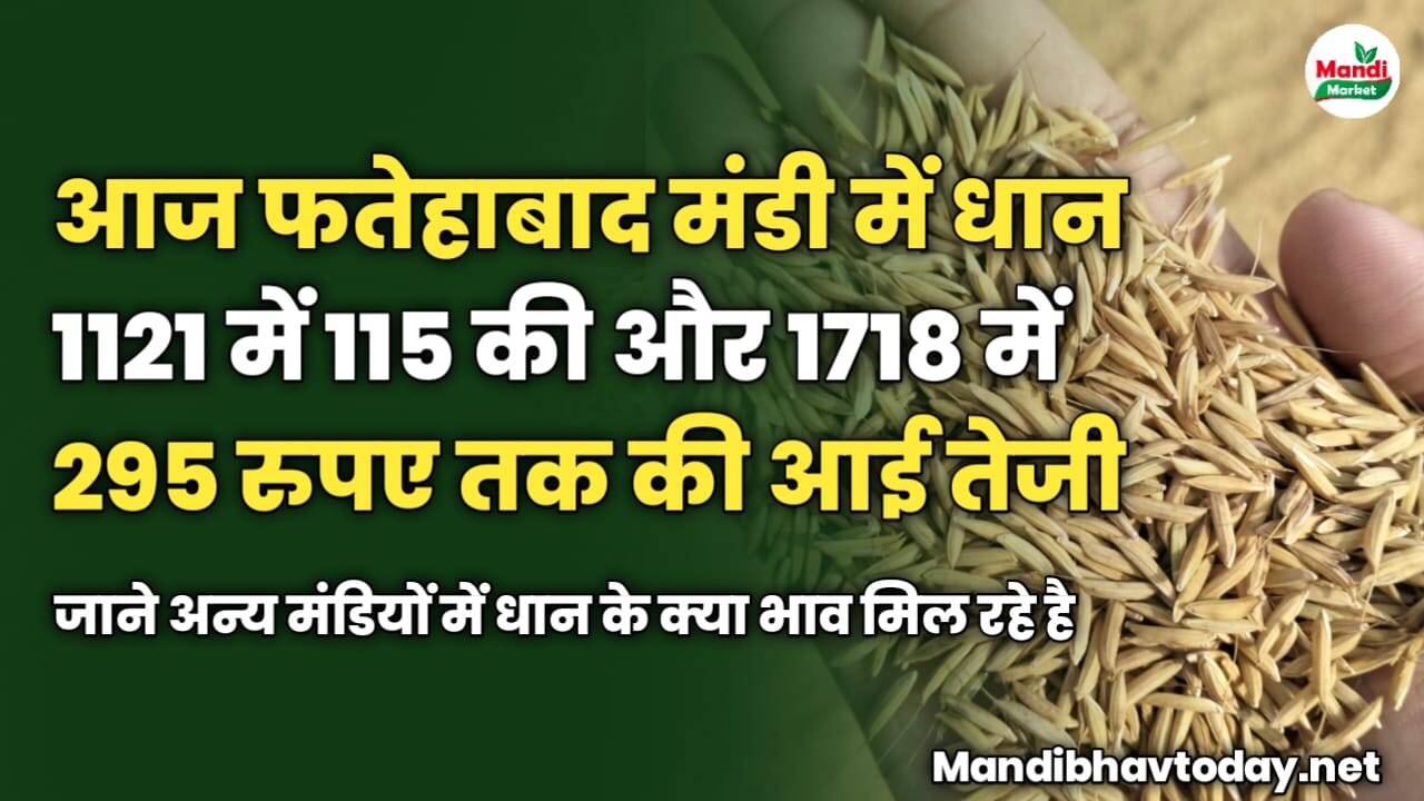 आज फतेहाबाद मंडी में धान 1121 में 115 की और 1718 में 295 रुपए तक की आई तेजी | जाने अन्य मंडियों में धान के क्या भाव मिल रहे है