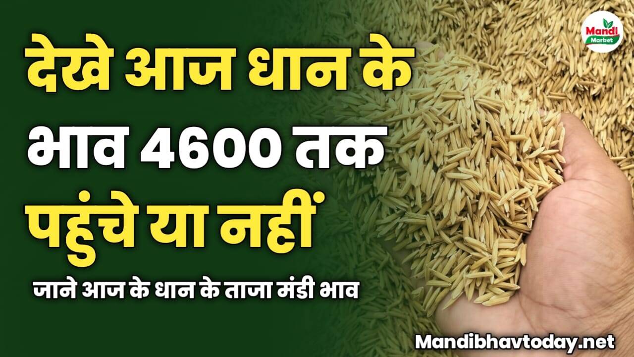 देखे आज धान के भाव 4600 तक पहुंचे या नहीं | जाने आज के धान के ताजा मंडी भाव