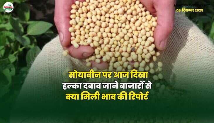 सोयाबीन पर आज दिखा हल्का दबाव | जाने बाजारों से क्या मिली भाव की रिपोर्ट