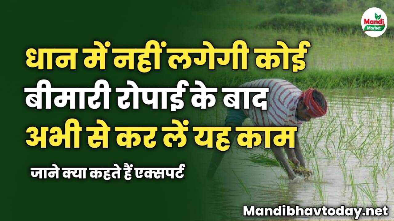 धान में नहीं लगेगी कोई बीमारी | रोपाई के बाद अभी से कर लें यह काम | जाने क्या कहते हैं एक्सपर्ट