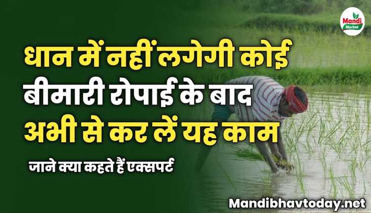 धान में नहीं लगेगी कोई बीमारी | रोपाई के बाद अभी से कर लें यह काम | जाने क्या कहते हैं एक्सपर्ट