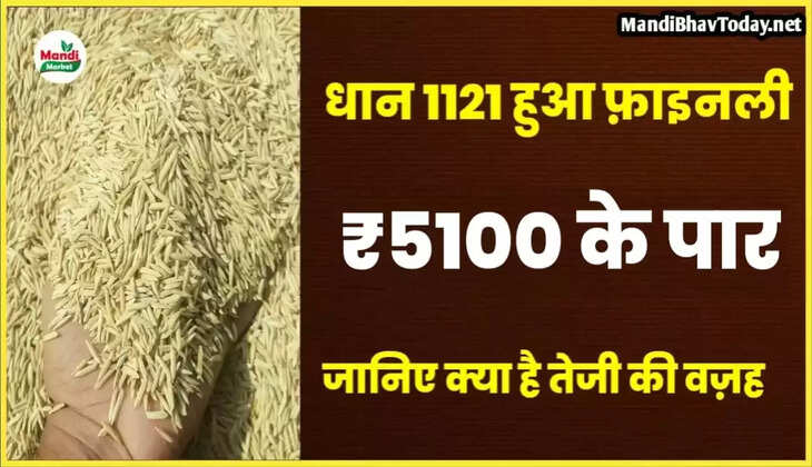 धान 1121 हुआ ₹5100 के पार | जानिए क्या है वज़ह - रिपोर्ट