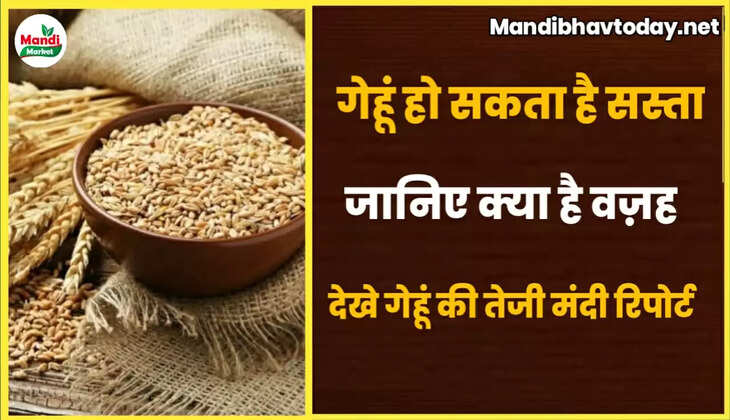 गेहूं हो सकता है सस्ता | खुले बाजार मे 30 लाख टन गेहूं बेचेगी सरकार 