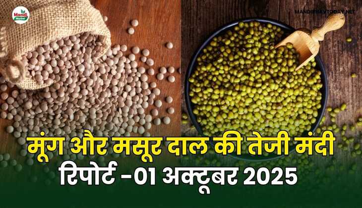 मूँग और मसूर दाल की तेजी मंदी रिपोर्ट -01 अक्टूबर 2025 