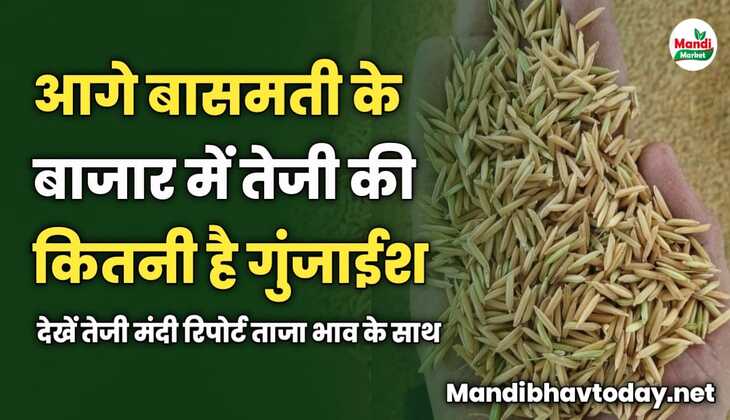 बासमती के बाजार में तेजी की कितनी गुंजाईश | देखें तेजी मंदी रिपोर्ट ताजा भाव के साथ