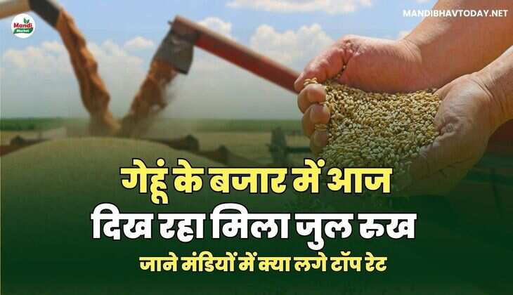 गेहूं के बजार में आज दिख रहा मिला जुल रुख | जाने मंडियों में क्या लगे टॉप रेट