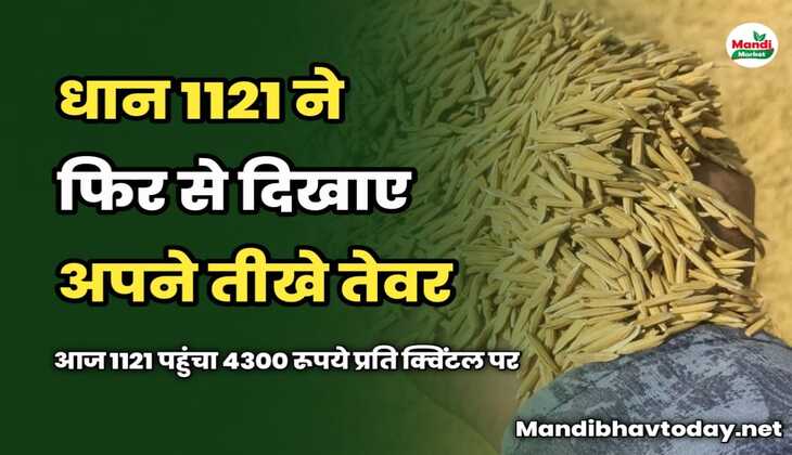 धान 1121 ने फिर से दिखाए अपने तीखे तेवर | आज 1121 पहुंचा 4300 रूपये प्रति क्विंटल पर