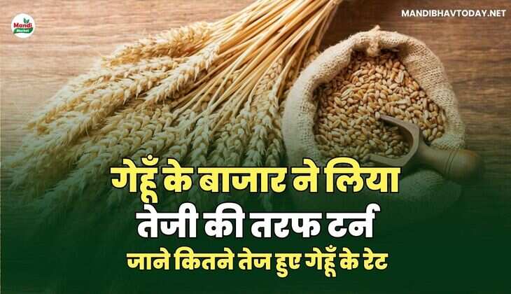 गेहूँ के बाजार ने लिया तेजी की तरफ टर्न | जाने कितने तेज हुए गेहूँ के रेट