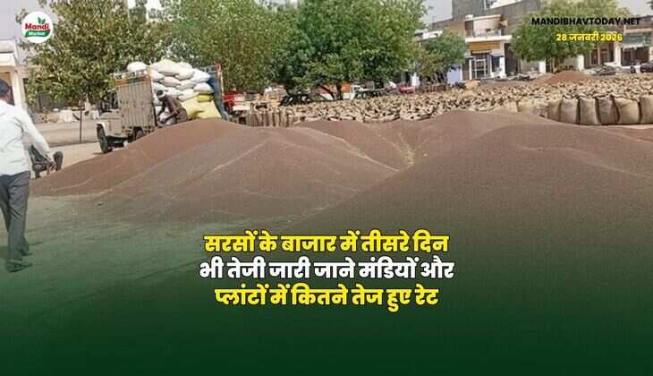 सरसों के बाजार में तीसरे दिन भी तेजी जारी | जाने मंडियों और प्लांटों में कितने तेज हुए रेट