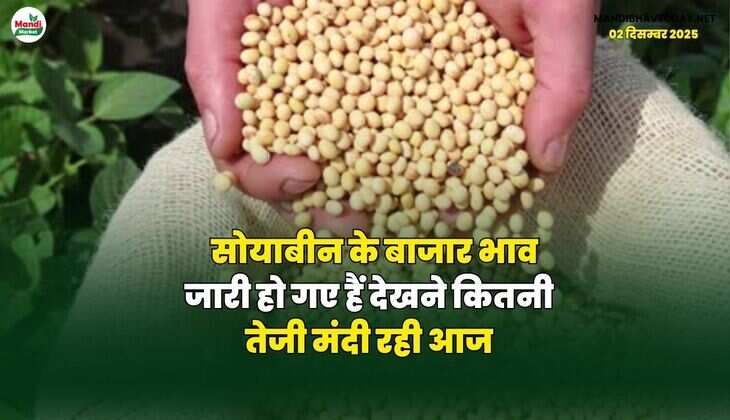 सोयाबीन के बाजार भाव जारी हो गए हैं | देखने कितनी तेजी मंदी रही आज