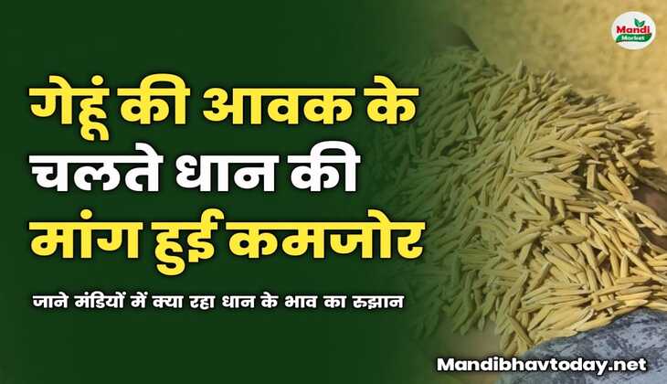 गेहूं की आवक के चलते धान की मांग हुई कमजोर | जाने मंडियों में क्या रहा धान के भाव का रुझान