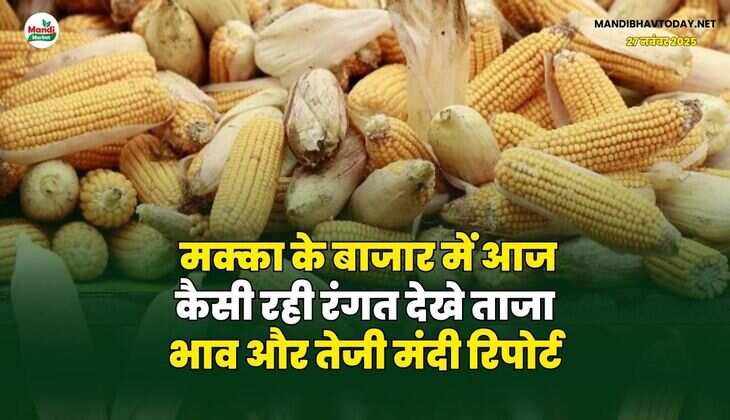 मक्का के बाजार में आज कैसी रही रंगत | देखे ताजा भाव और तेजी मंदी रिपोर्ट