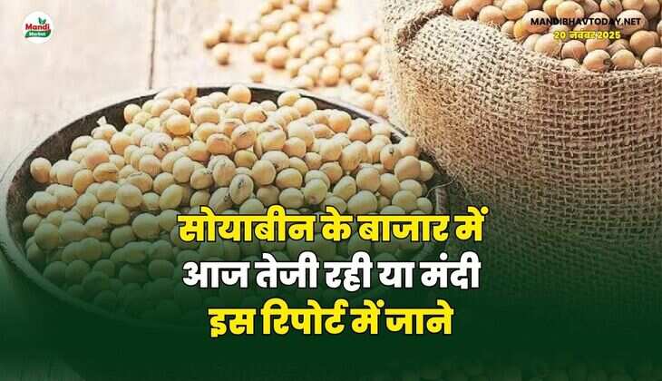 सोयाबीन के बाजार में आज तेजी रही या मंदी | इस रिपोर्ट में जाने