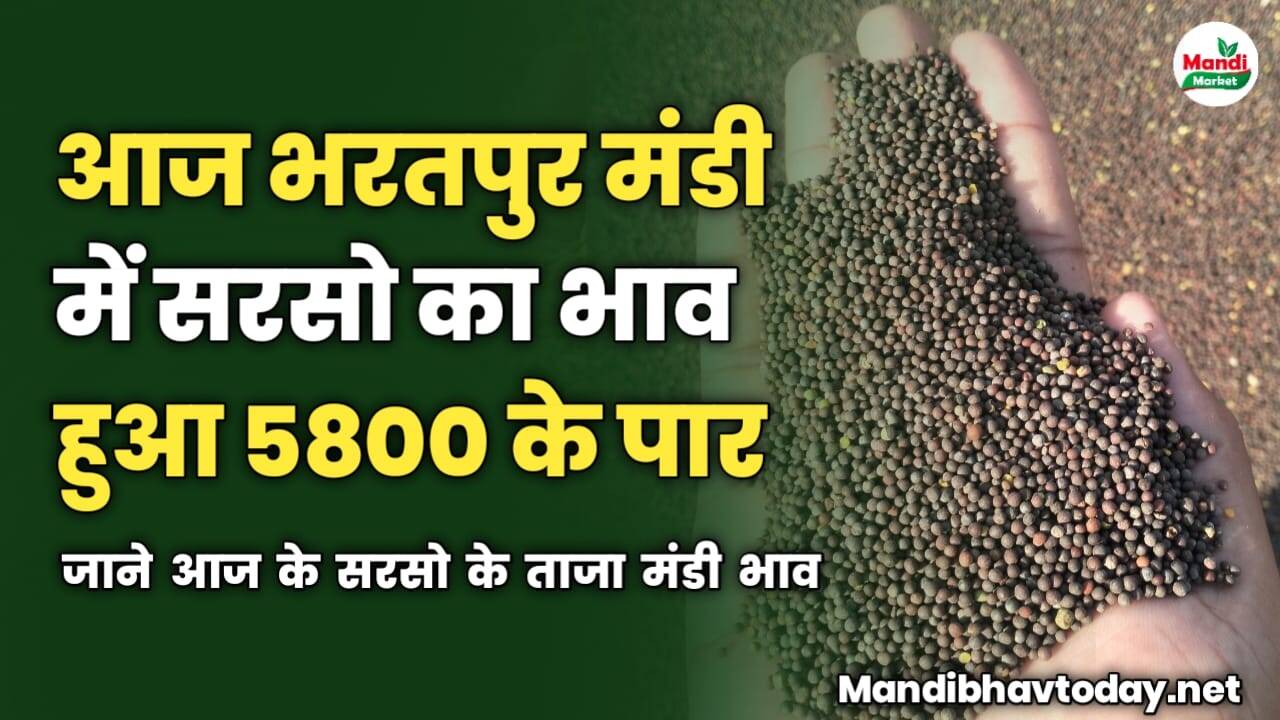 आज भरतपुर मंडी में सरसो का भाव हुआ 5800 के पार | जाने आज के सरसो के ताजा मंडी भाव