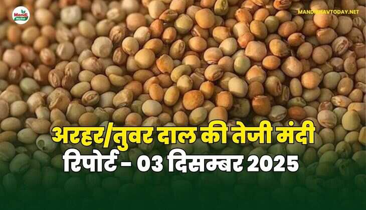 अरहर /तुवर  दाल की तेजी मंदी रिपोर्ट  - 03 दिसम्बर 2025