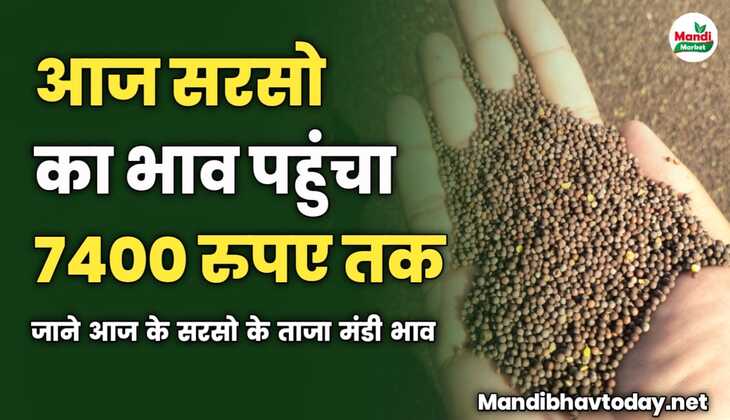 आज सरसो का भाव पहुंचा 7400 रुपए पर  | जाने आज के सरसो के ताजा मंडी भाव 
