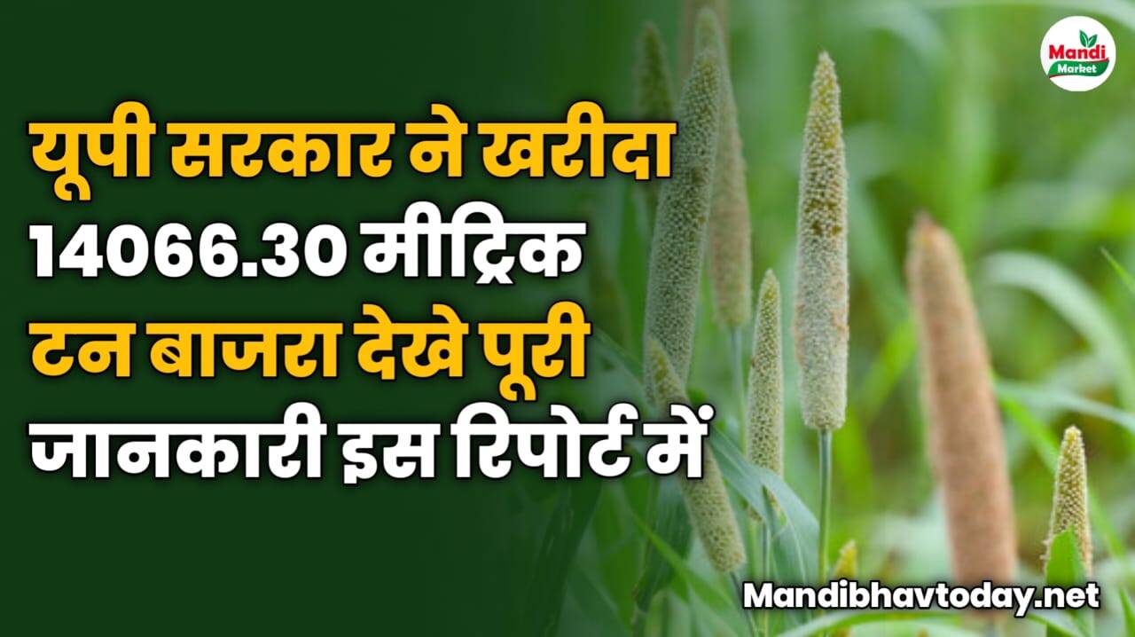 यूपी सरकार ने खरीदा 14066.30 मीट्रिक टन बाजरा | देखे पूरी जानकारी इस रिपोर्ट में 