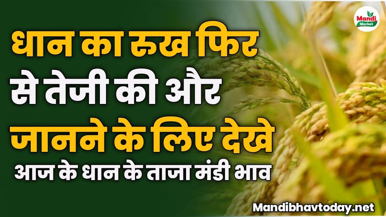 धान का रुख फिर से तेजी की और जानने के लिए देखे आज के धान के ताजा मंडी भाव